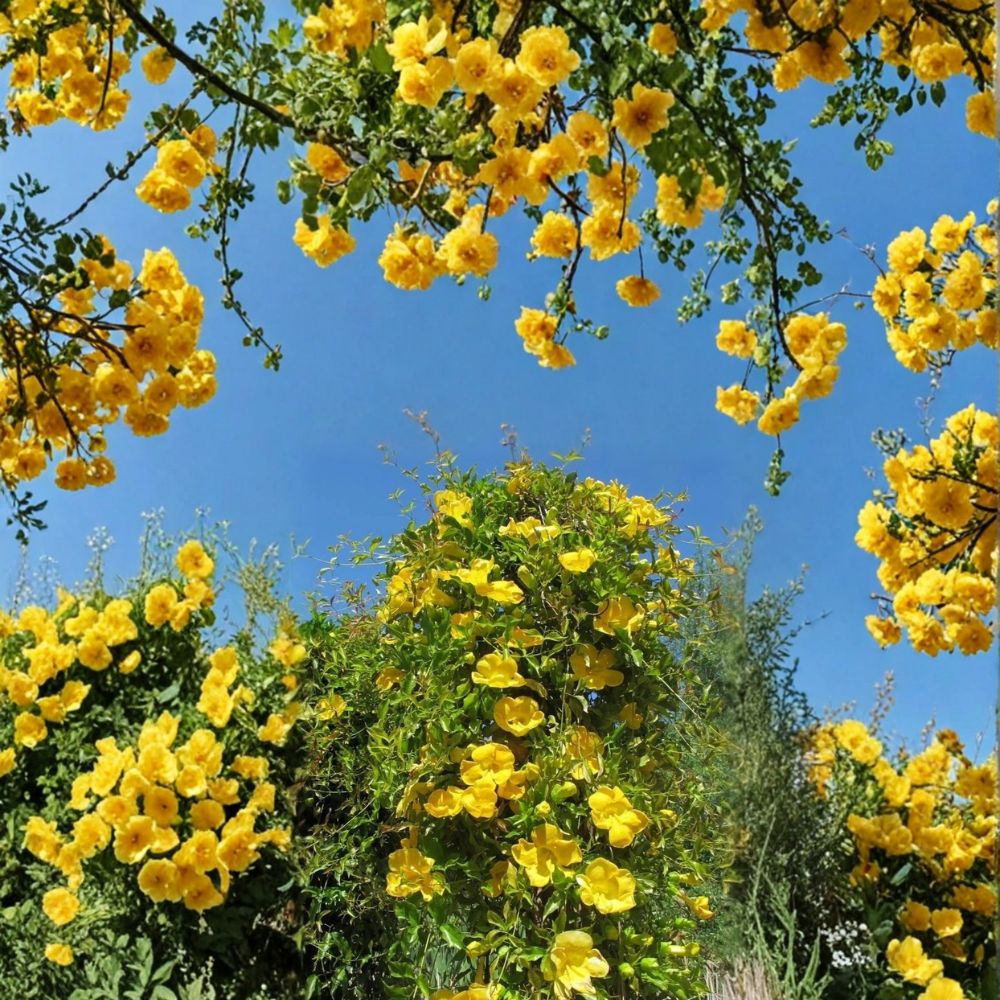 Yellow Jasmine Plant (Gelsemium sempervirens) – Evergreen Carolina Jessamine Vine with Fragrant Yellow Flowers