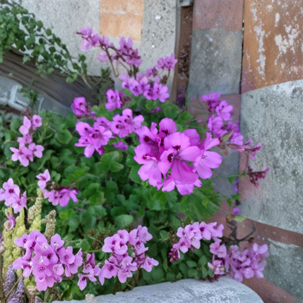 Purple Regal Geranium Cuttings – Pelargonium x domesticum Live Unrooted 6 Inch Cuttings