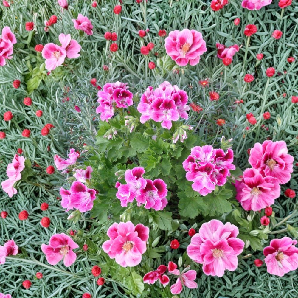 Pink & White Regal Geranium Cuttings – 2 Live Pelargonium Starters with Exotic Orchid-Like Blooms