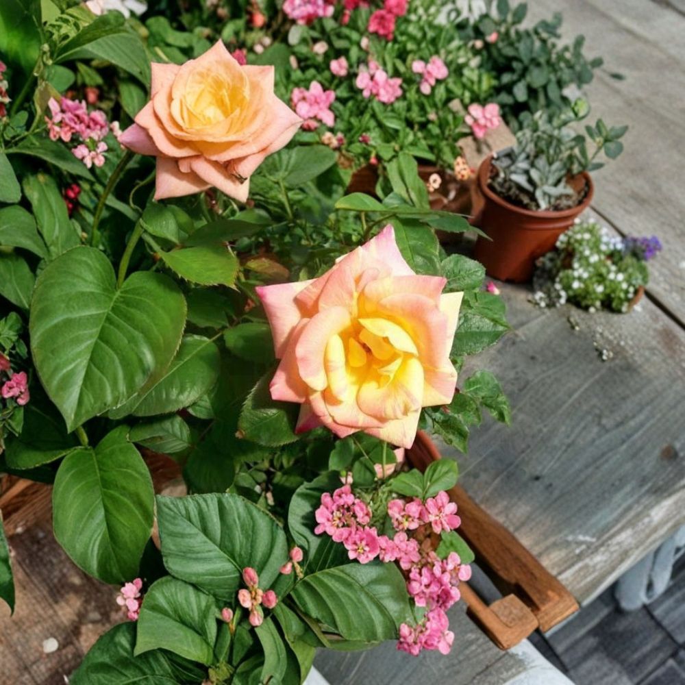 Jacob's Robe Climbing Rose – 1 Gallon Live Plant with Large Double Yellow Pink Red Blooms