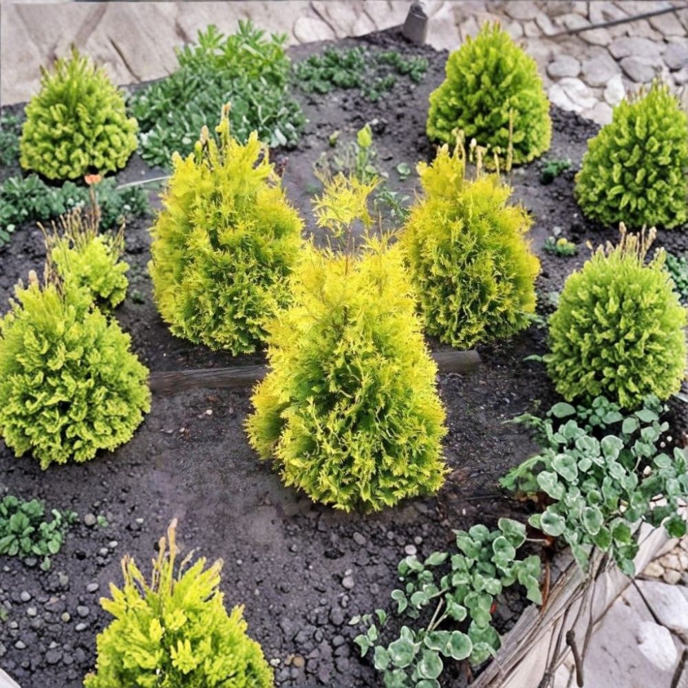 Sunkist Arborvitae Plant - 1 Quart Golden Evergreen Shrub - Thuja occidentalis ‘Sunkist’ - Compact Landscape Plant in Grow Bag
