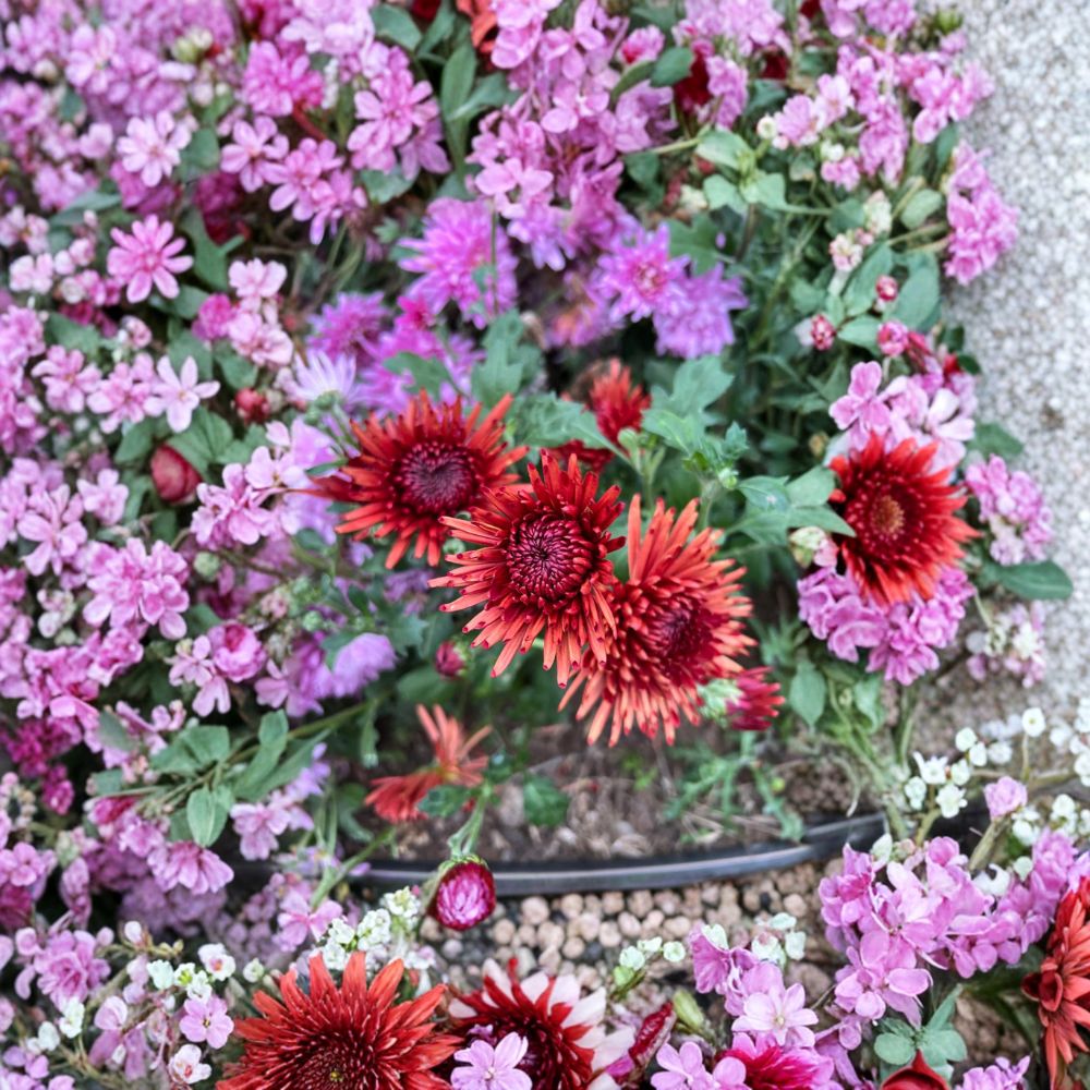 Autumn Ruby Chrysanthemum 2-Pack – Deep Red Large Bloom Perennial Plants, Cold Hardy, 4-6 Inch Potted Mums