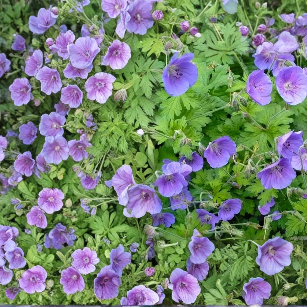 Gravetye Geranium Seeds – 25+ Premium Pelargonium Flower Seeds for Garden & Patio