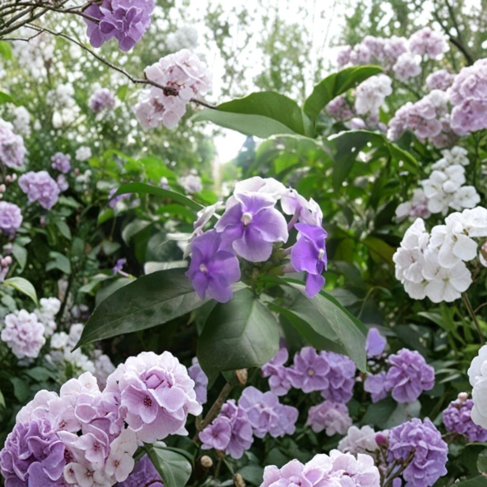 Purple Jasmine Seeds – 15 Fragrant Purple Blooming Jasmine spp. Plants for Garden & Containers