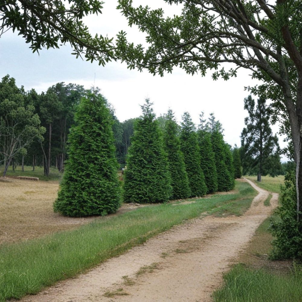 Green Giant Arborvitae Live Plants - 25 Pack 6-12 Inch Trees in 2.5" Pots for Fast Growing Privacy Hedge