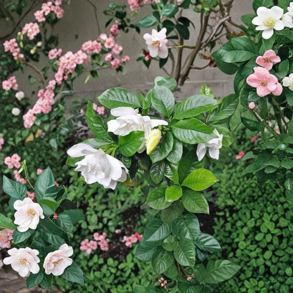 Gardenia Seeds – Cape Jasmine (Gandharaj) 100 Pack | Fragrant White Flower Shrub for Indoor & Outdoor Growing