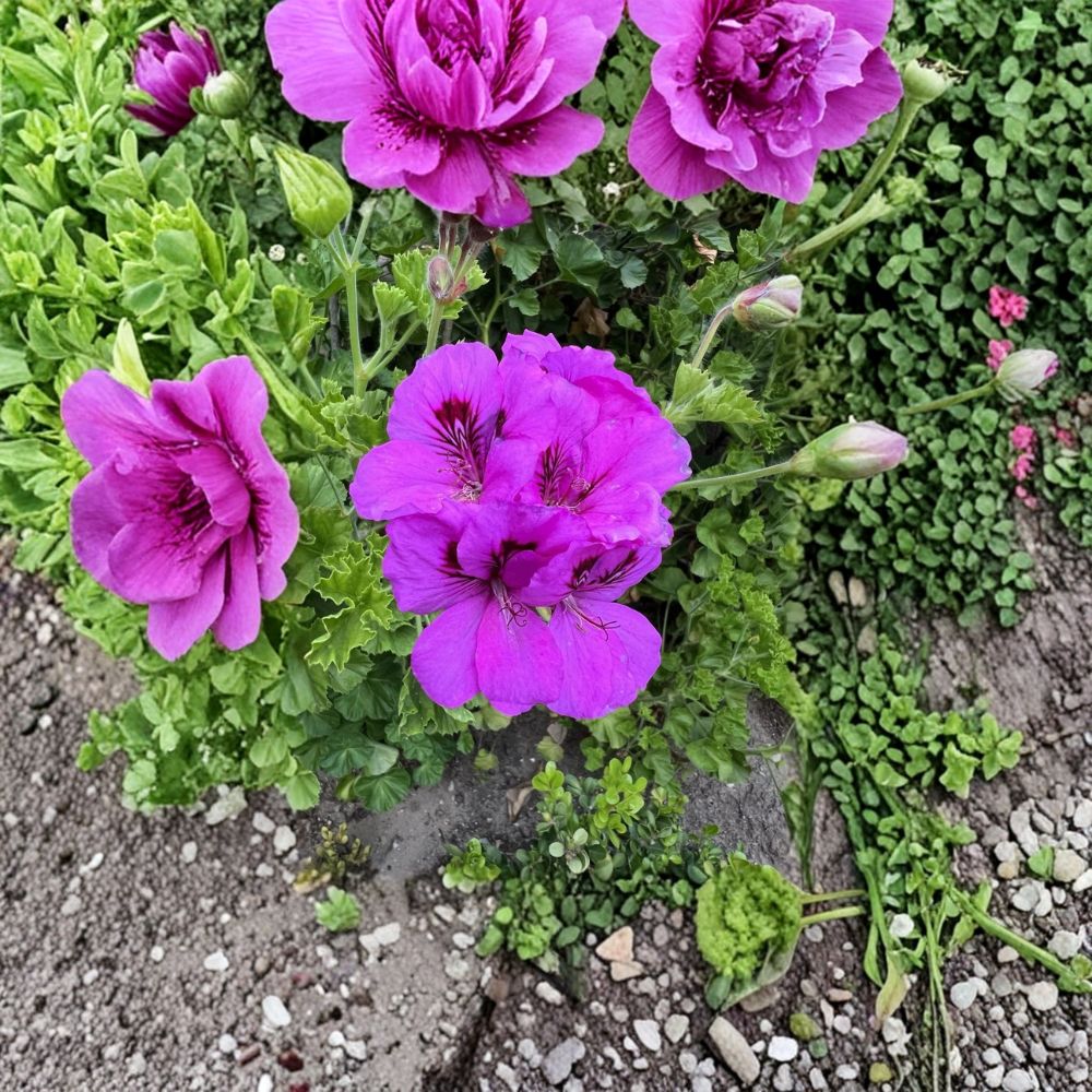 Purple Regal Geranium Cuttings – 6 Live Pelargonium Plant Starters | Hardy Patio Flower