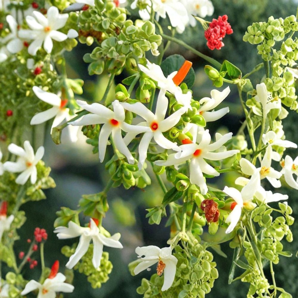 Night Flowering Jasmine Seeds – Nyctanthes arbor-tristis 5 Seeds | Rare Fragrant Night Blooming Tree