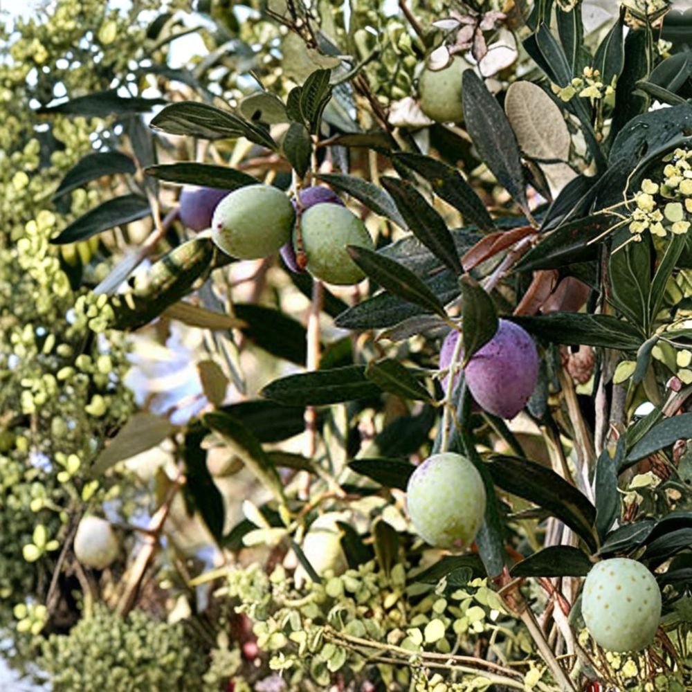 Olive Tree Live Plant - 8-12 Inch Rooted Cutting, Olea europaea ‘Oblonga’, Cold Hardy Mediterranean Fruit Tree, Container Friendly
