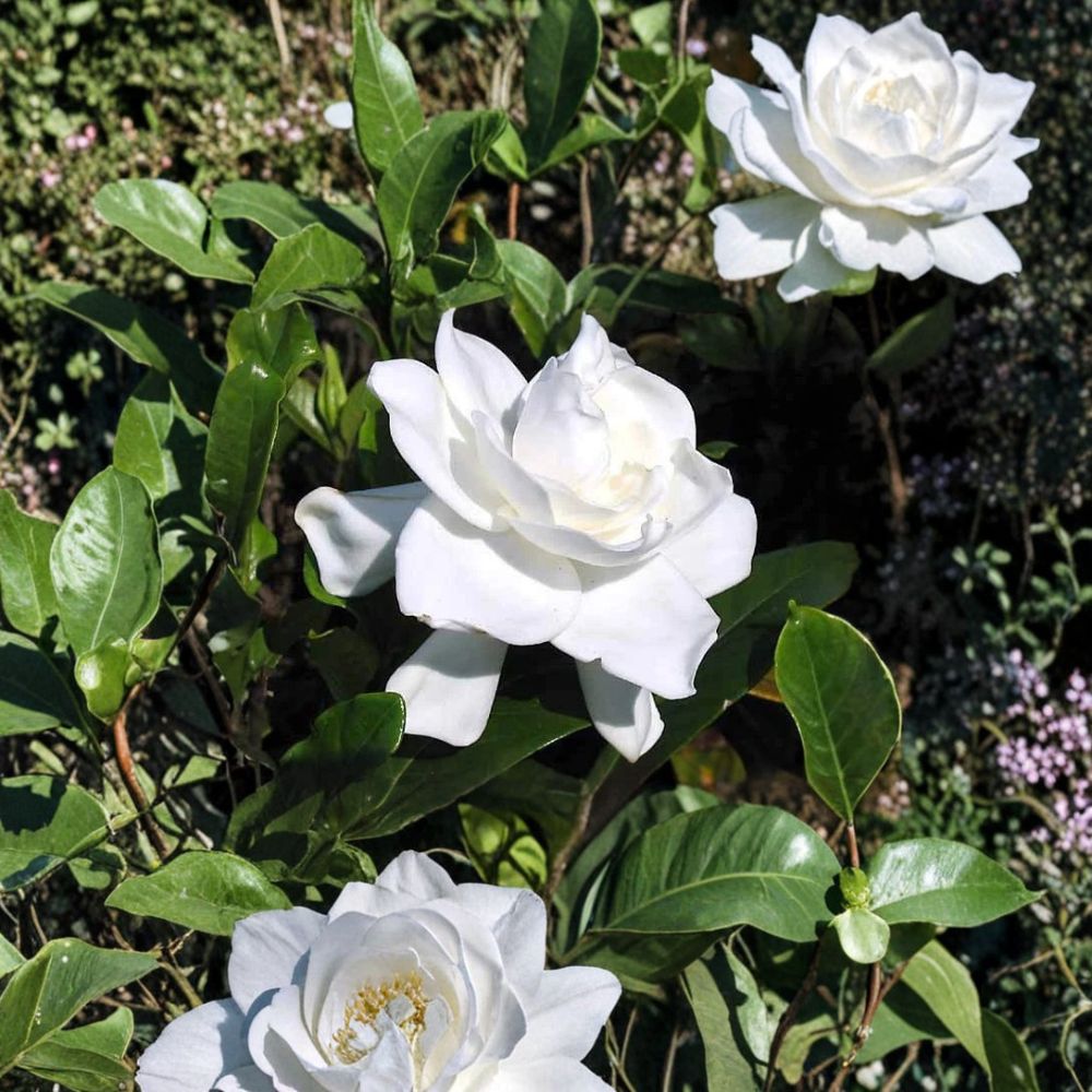Gardenia Plant Set of 2 – 6 Inch Tall Rooted Cuttings of Fragrant Cape Jasmine Shrubs