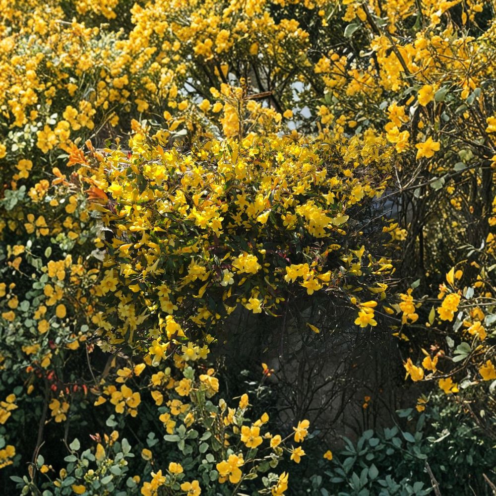 Carolina Jasmine Plant Set of 6 – Gelsemium sempervirens Live Rooted Vines with Yellow Flowers, 8–10 Inch Starter Plants