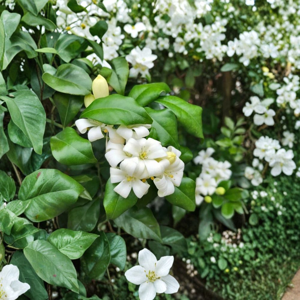 Orange Jasmine Murraya paniculata Seeds - 5 Seeds, Fragrant Evergreen Shrub for Garden & Containers