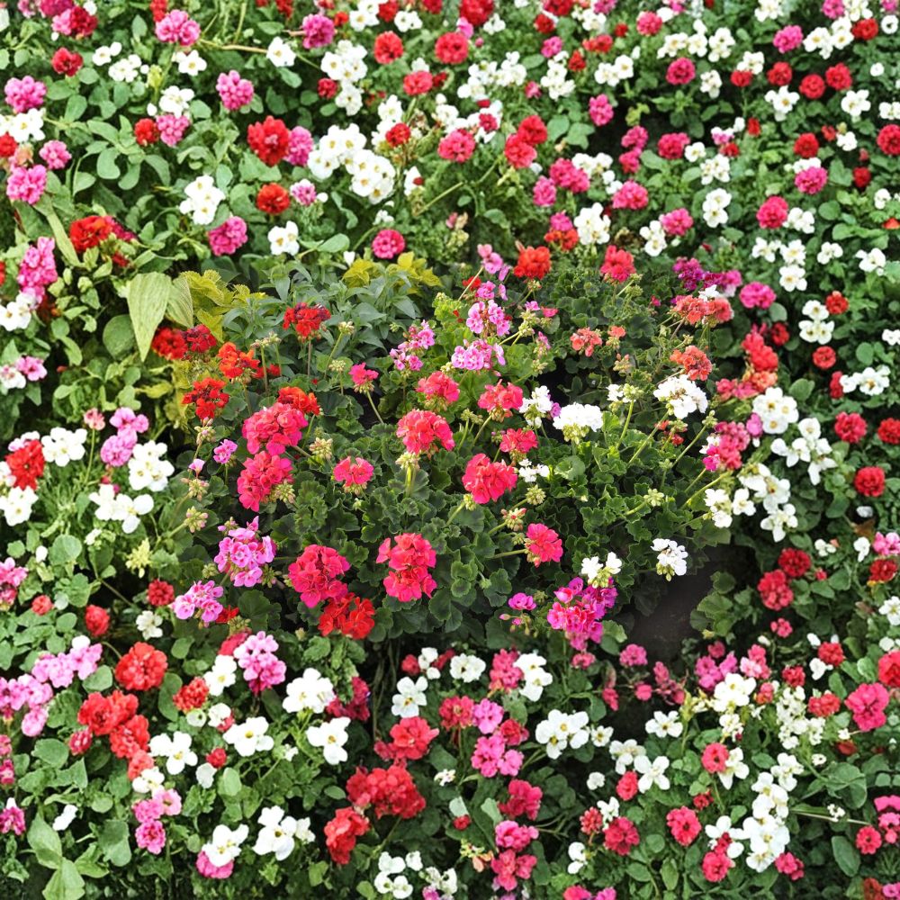 Pinto Premium Mix Geranium Seeds - 1,000 Pelargonium Seeds Assorted Colors