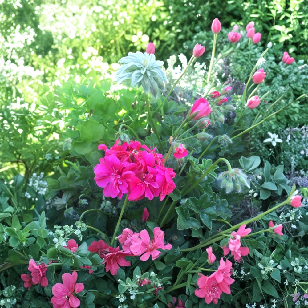 Hot Pink Ivy Geranium Cuttings - Pelargonium peltatum Live Unrooted Plants for Hanging Baskets