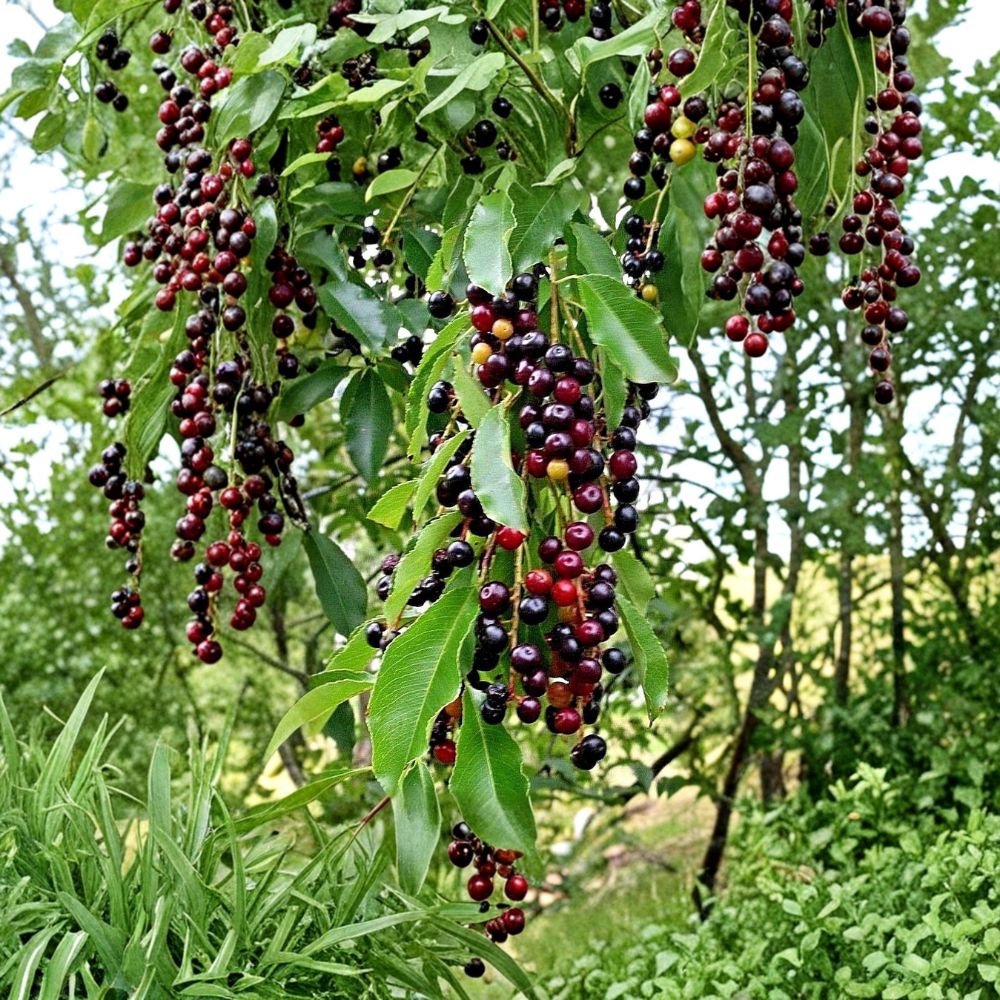 Wild Black Cherry Tree Prunus serotina 2 Ft Tall Bare Root Fast Growing Native Fruit Tree