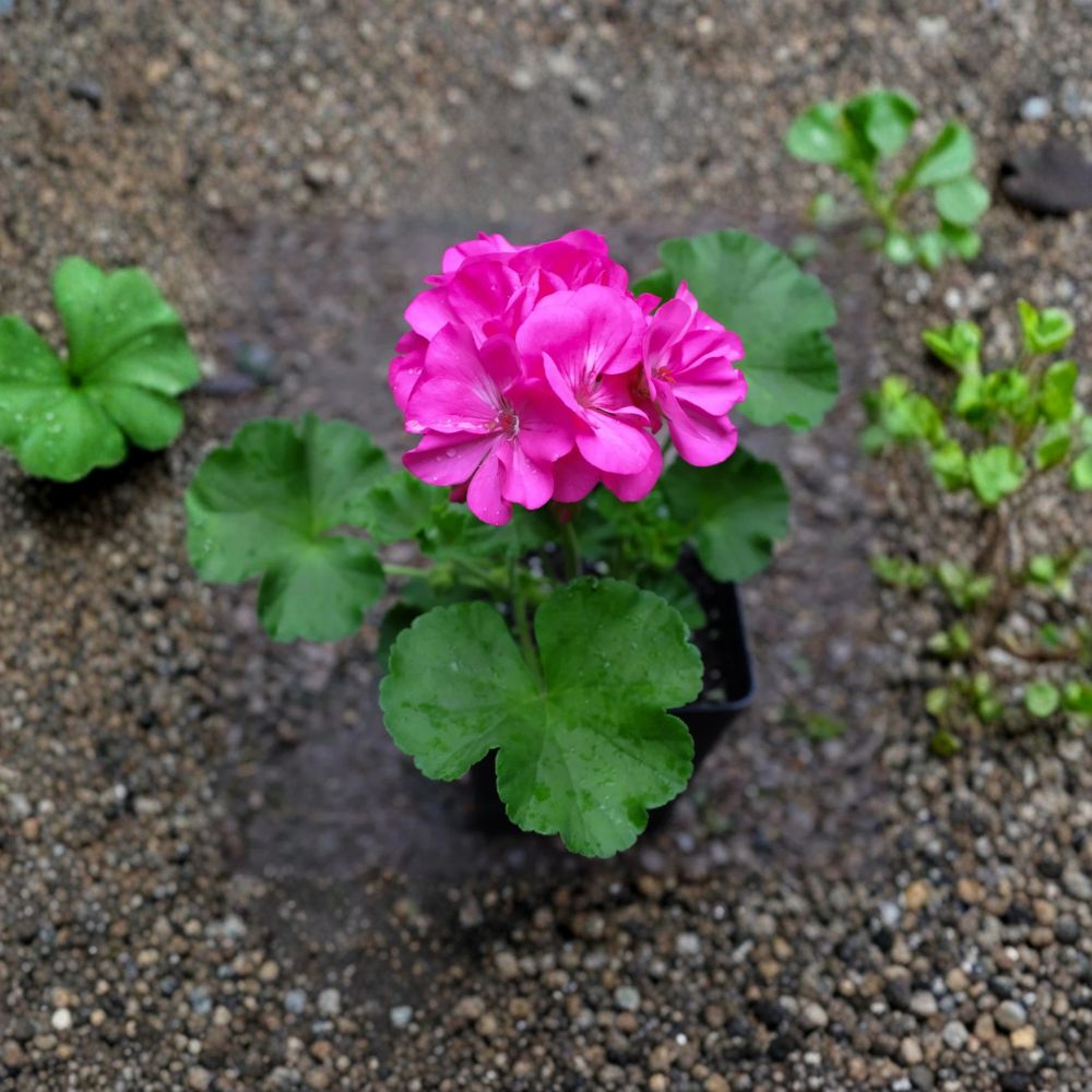 Patriot Pink Rose Geranium Live Plant – 4 Inch Zonal Pelargonium with Deep Pink Blooms