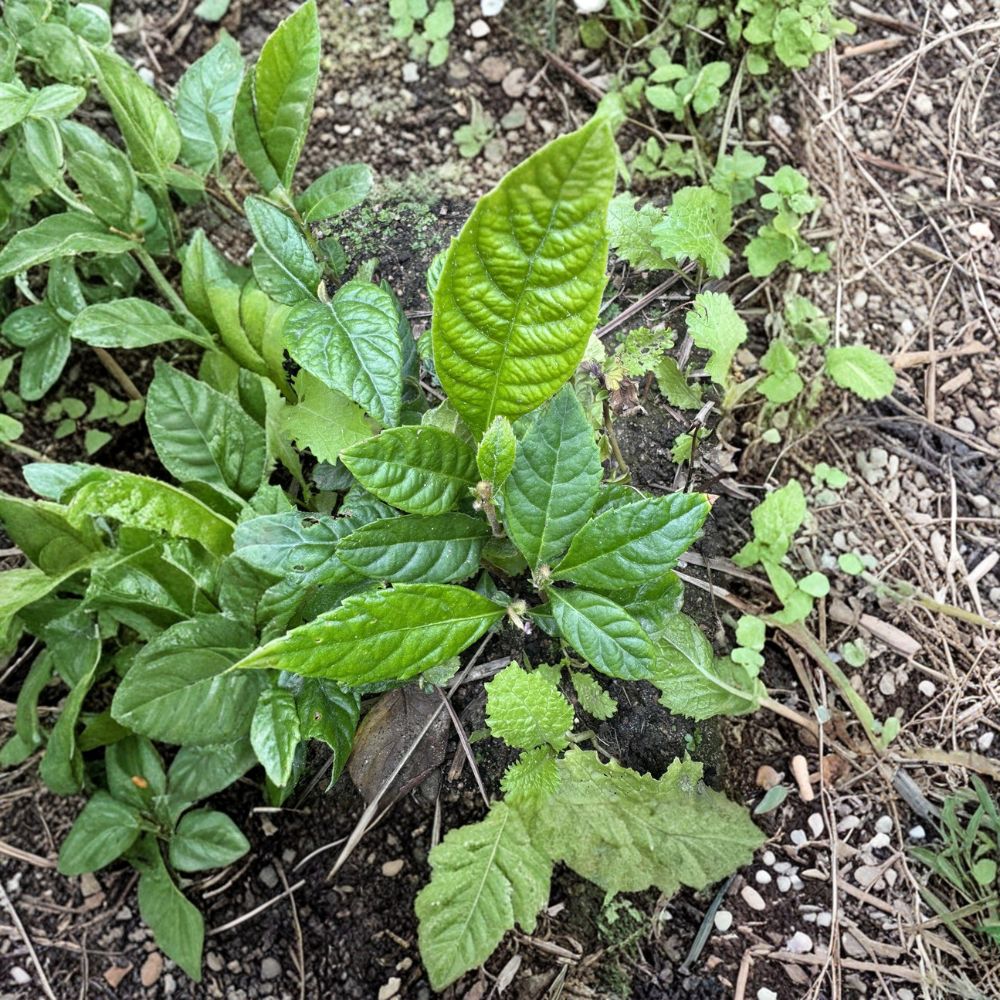 Loquat Fruit Trees Eriobotrya japonica Set of 2 Bare Root Seedlings for Indoor and Outdoor Growing