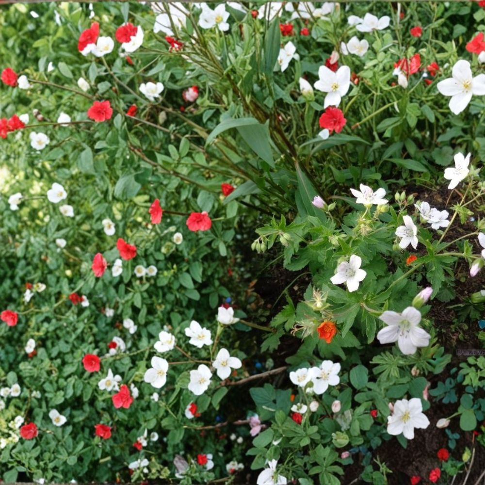 Trevor’s White Geranium Seeds – 25+ Premium White Pelargonium Flower Seeds for Garden & Containers