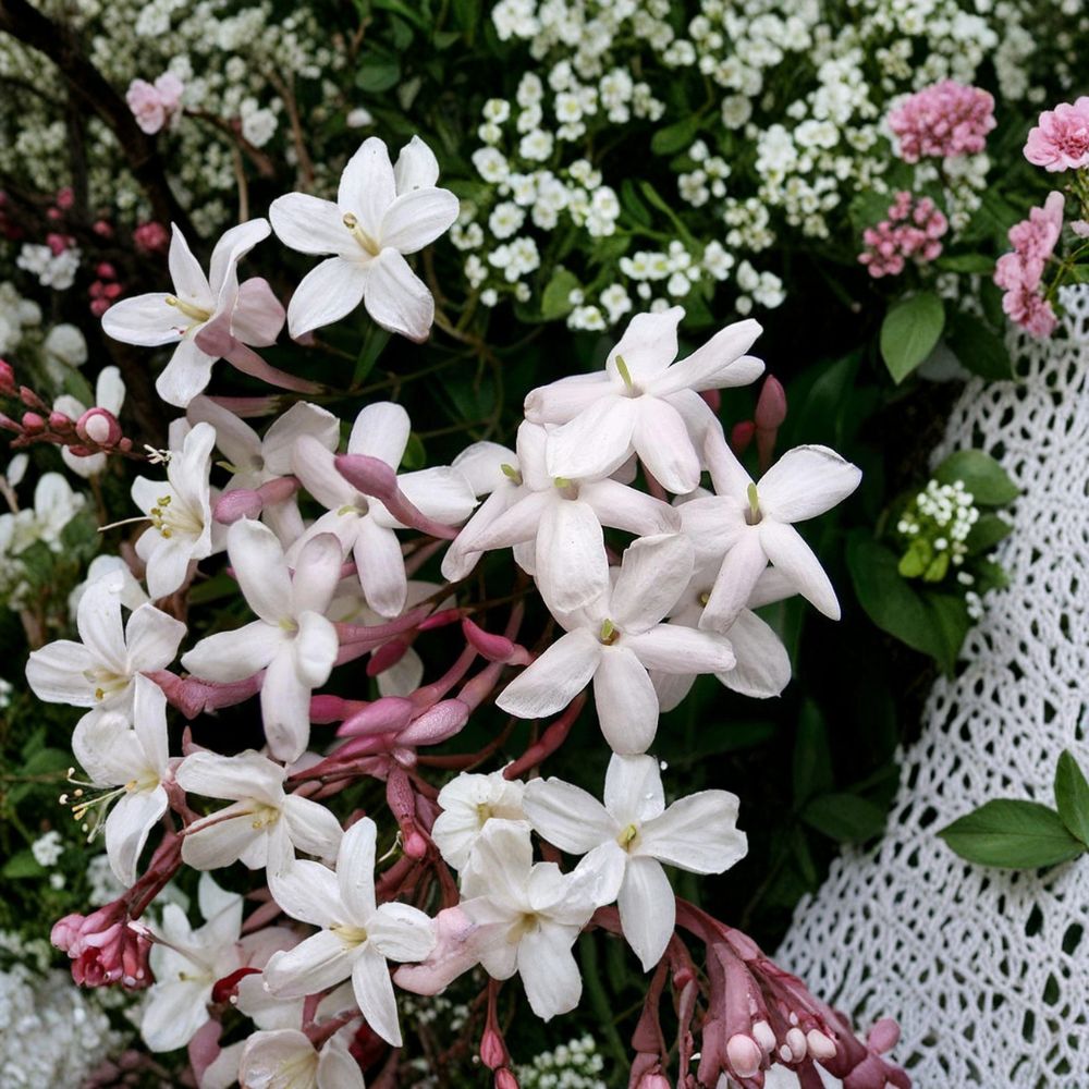 Pink Jasmine Plant – Jasminum polyanthum Live Vine | Fragrant Winter Blooming Climber | 6–10 Inch Starter