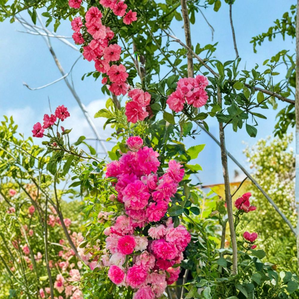 Seven Sisters Rose - Rosa multiflora Heirloom Pink Rambler Climbing Rose with Fragrant Blooms