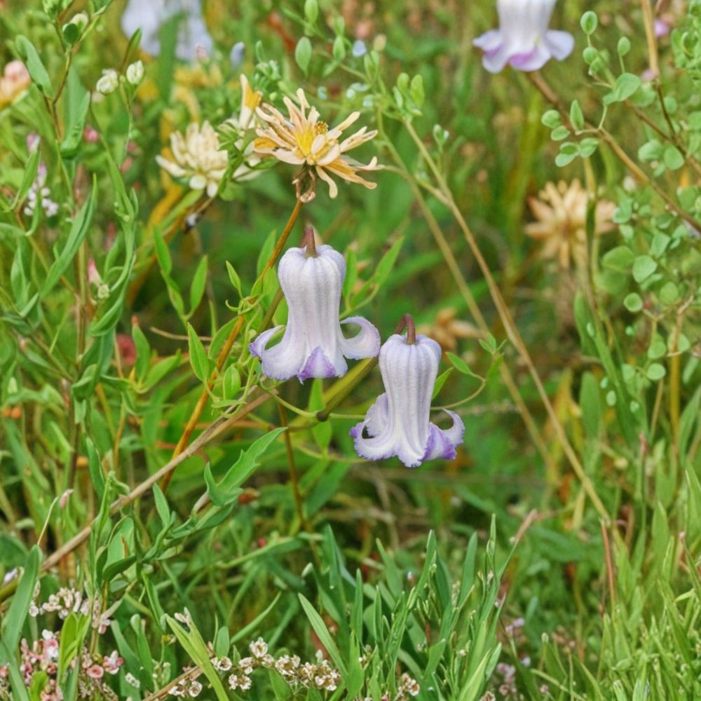 Clematis crispa Seeds – Native Curly Swamp Leatherflower Vine with Multi-Colored Blooms | 5 Seeds