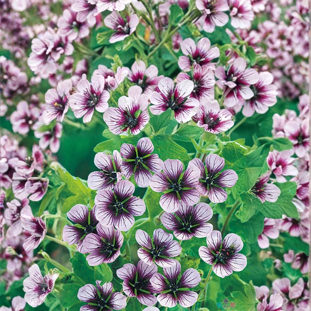 Salome Geranium Seeds – 25+ Premium Pelargonium x hortorum Seeds for Colorful Patio & Container Gardens