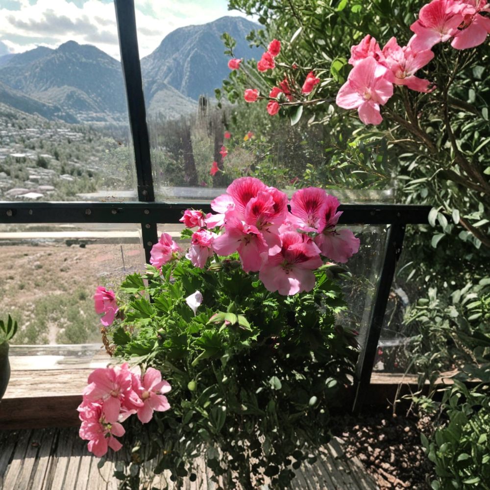 Martha Washington Geranium Cuttings – 4 Mixed Pelargonium Cuttings for Indoor & Outdoor Gardening