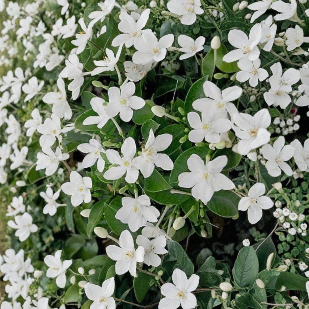 Asian Snow Jasmine Wrightia antidysenterica Live Starter Plant with Fragrant White Blooms Indoor & Outdoor