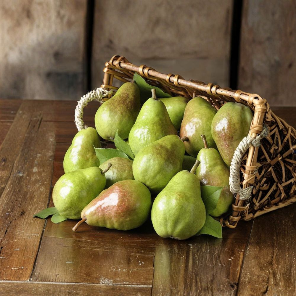 Bartlett Pear Tree Bare Root 32-36 Inches | Sweet Juicy Pyrus communis Fruit Tree on Pyrus betulifolia Rootstock