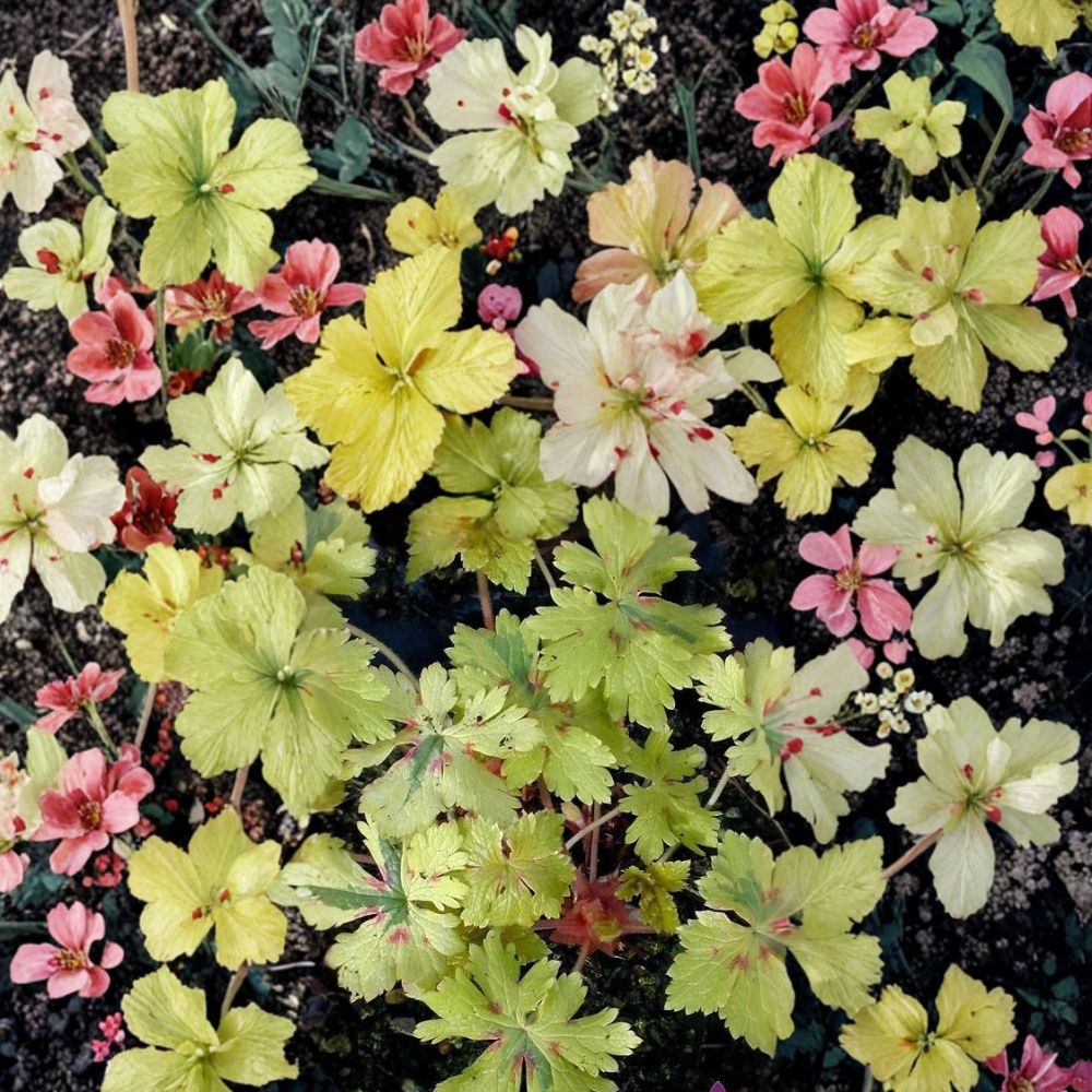Spring Fling Geranium Seeds – 25+ Premium Pelargonium x hortorum Seeds for Patio & Container Gardens
