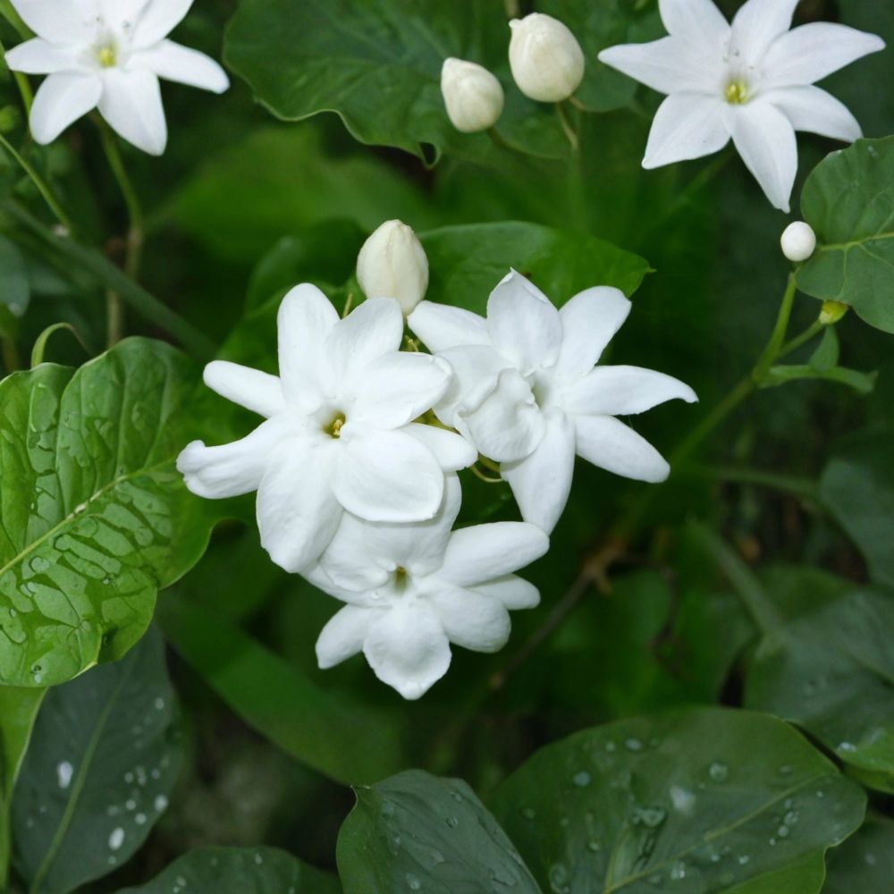 Arabian Jasmine Plant Live – Jasminum sambac 15 Inch Tall Fragrant White Flowering Tropical Vine