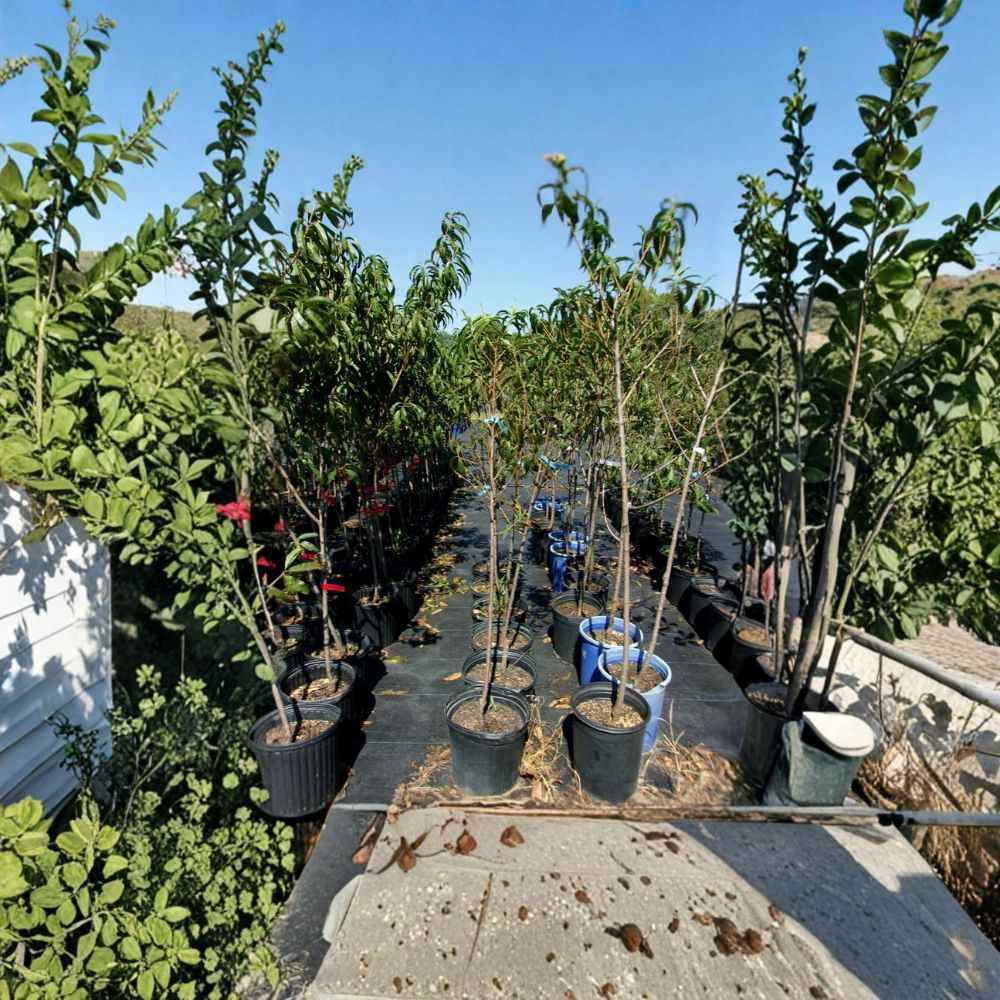 Derby Peach Tree – Live Fruit Tree 4–6 Feet Tall | Semi-Freestone Sweet Juicy Peaches