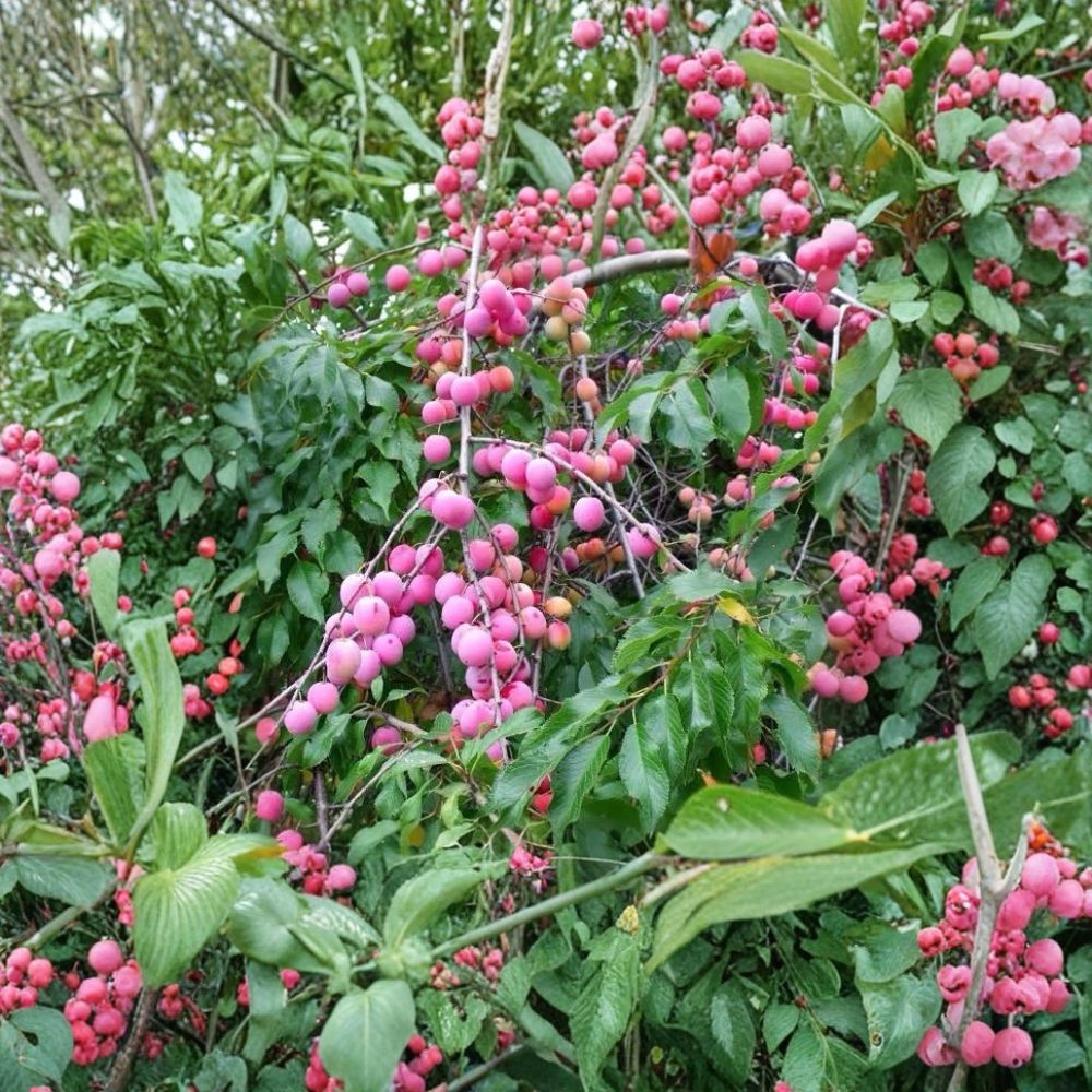 American Plum Tree Prunus americana 2 Ft Tall Bare Root Native Red Fruit Tree