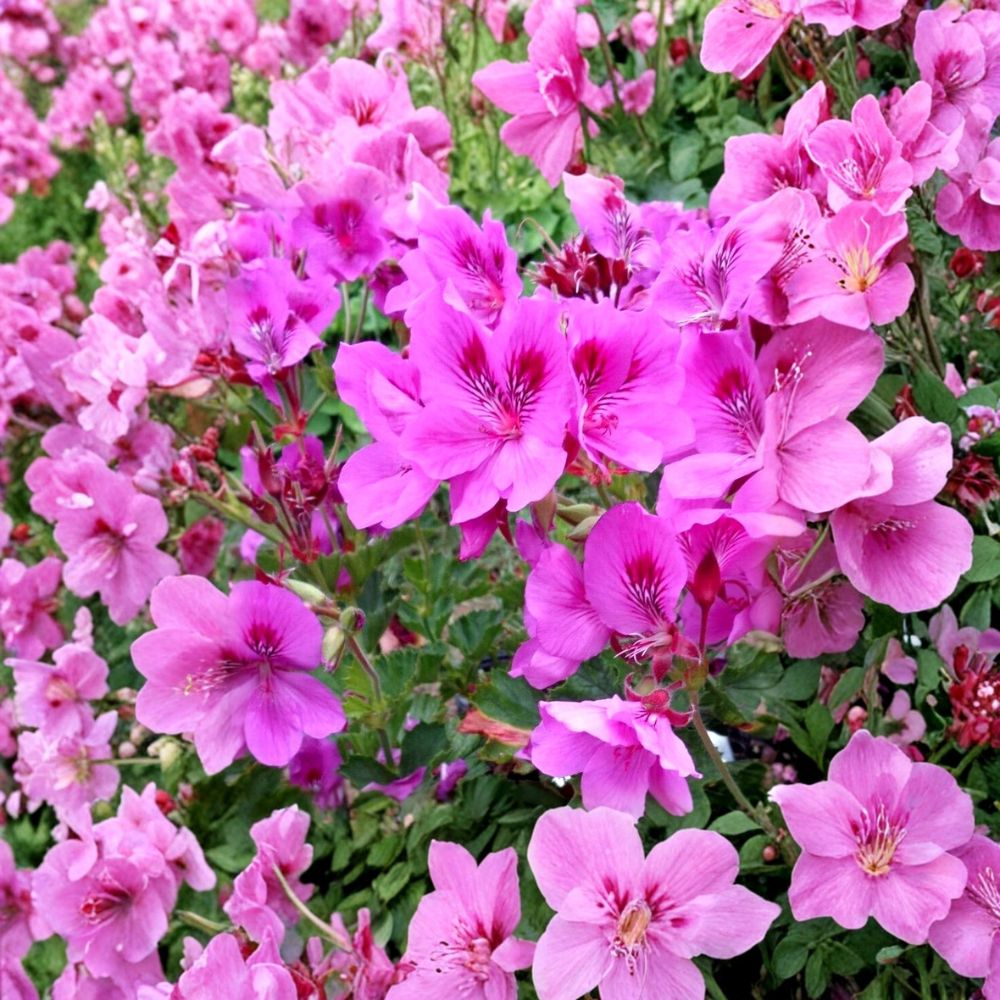 Purple Pink Regal Geranium Cuttings - Pelargonium x domesticum Live 6 Inch Unrooted Plants