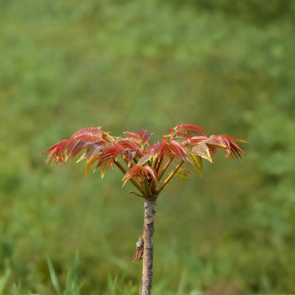 Toona sinensis Chinese Toon Tree Live Plant | 1 Gallon Edible Fragrant Spring Tree