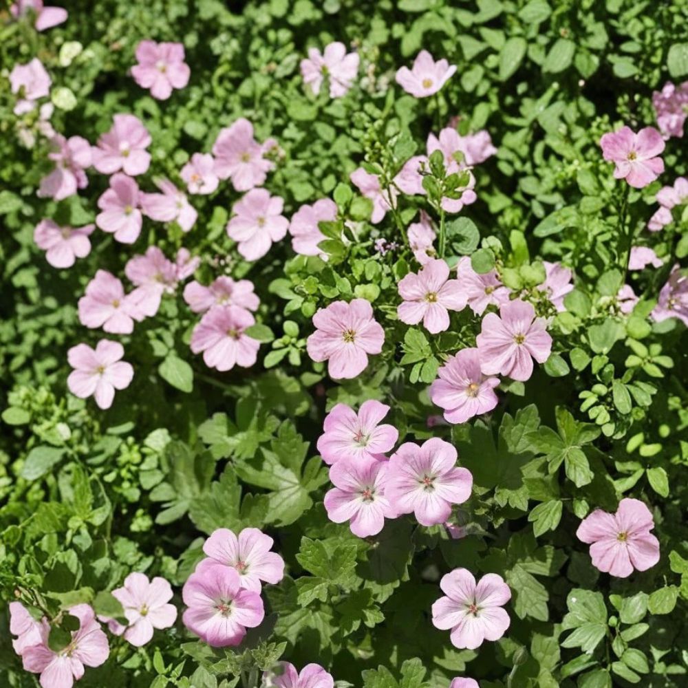 Mavis Simpson Geranium Seeds – 25+ Premium Flower Seeds for Hardy Garden Blooms
