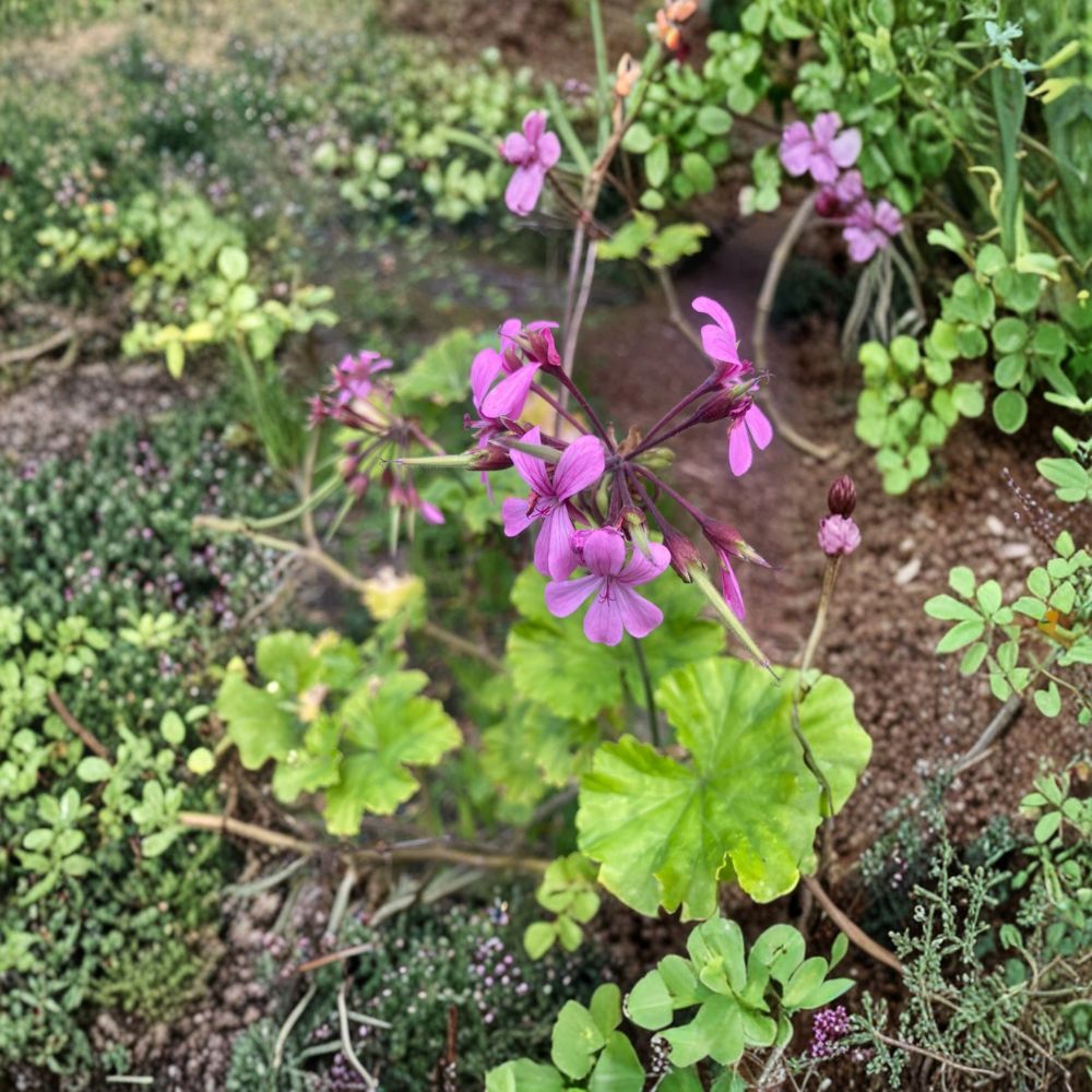 Pelargonium Radens Seeds – 5 Trailing Geranium Seeds for Ground Cover & Hanging Baskets