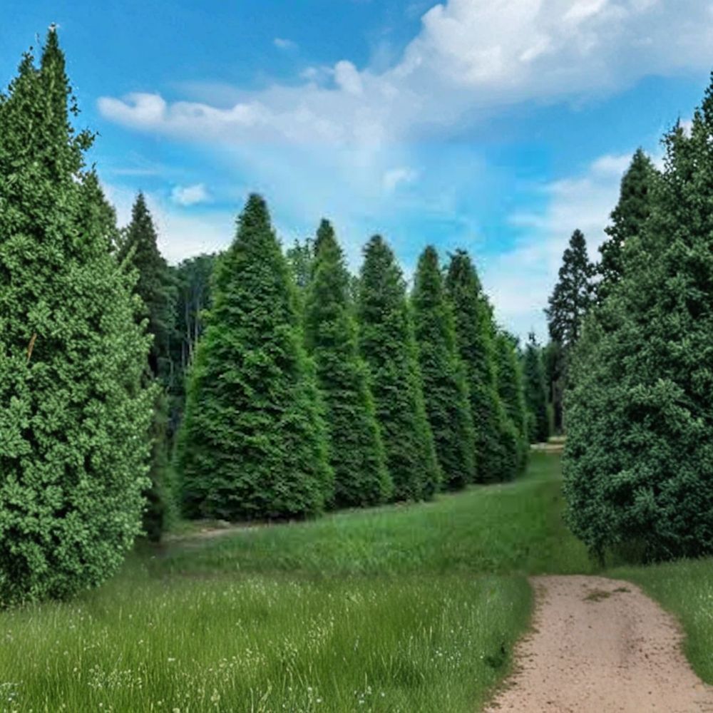 Green Giant Arborvitae Live Starter Plants 10 Pack | Fast Growing Evergreen Privacy Hedge 6-12 Inch Bare Root Trees