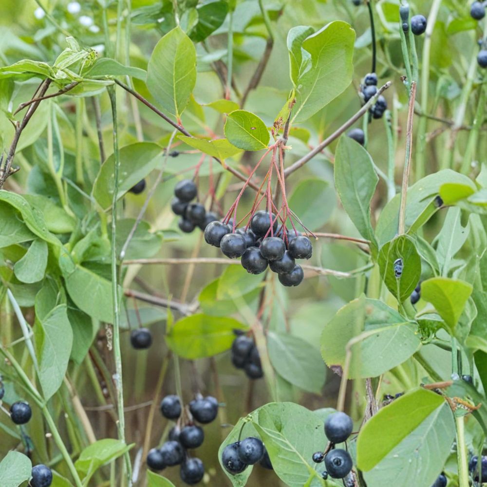 Black Chokeberry – Aronia melanocarpa Live Plant | Edible Berry Shrub | Zones 3–9
