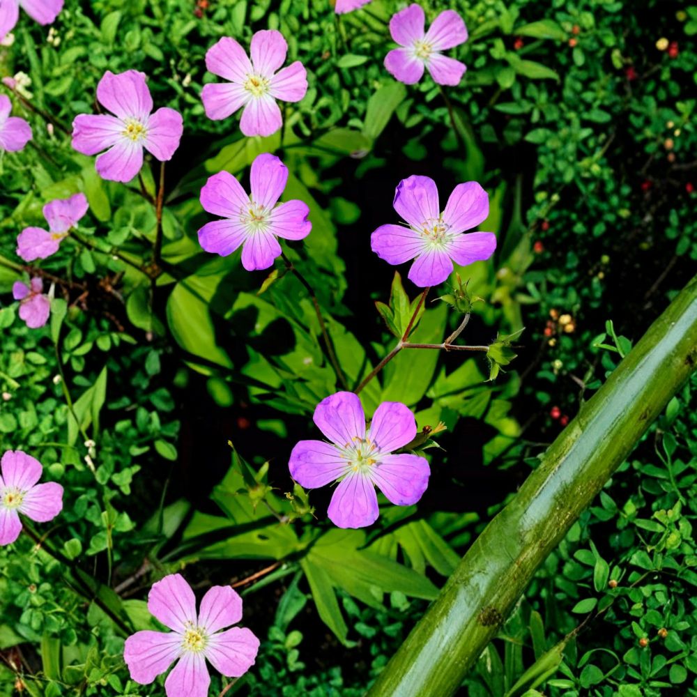 Wild Geranium Root Divisions - 5 Live Hardy Perennial Plants with Purple Blooms