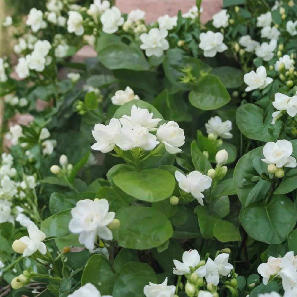Arabian Jasmine Seeds 10 Pack – Jasminum sambac Pure White Fragrant Flowers for Indoor & Outdoor Growing