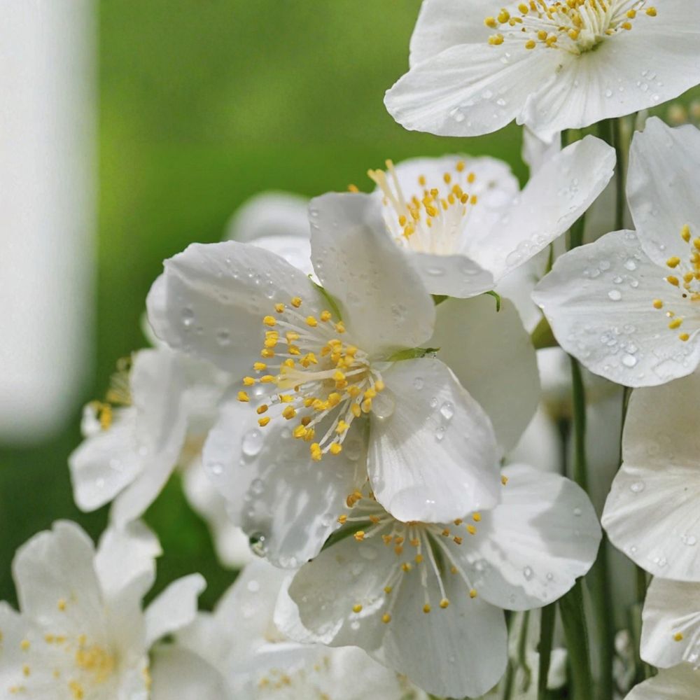 Sweet Mock Orange Philadelphus spp. Live Starter Plant 9 Inch Fragrant White Flowering Shrub