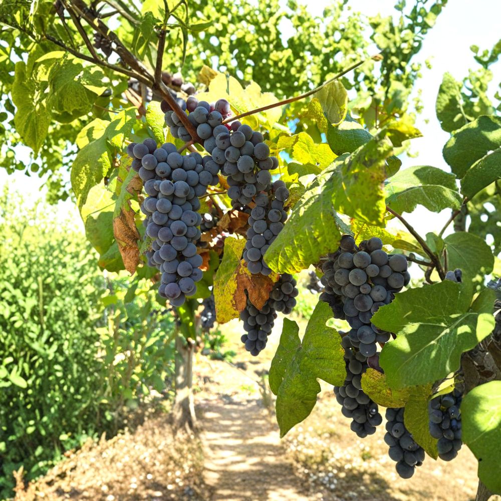 Steuben Grape Vine – Cold Hardy Live Plant for Sweet Table, Juice & Jelly Grapes