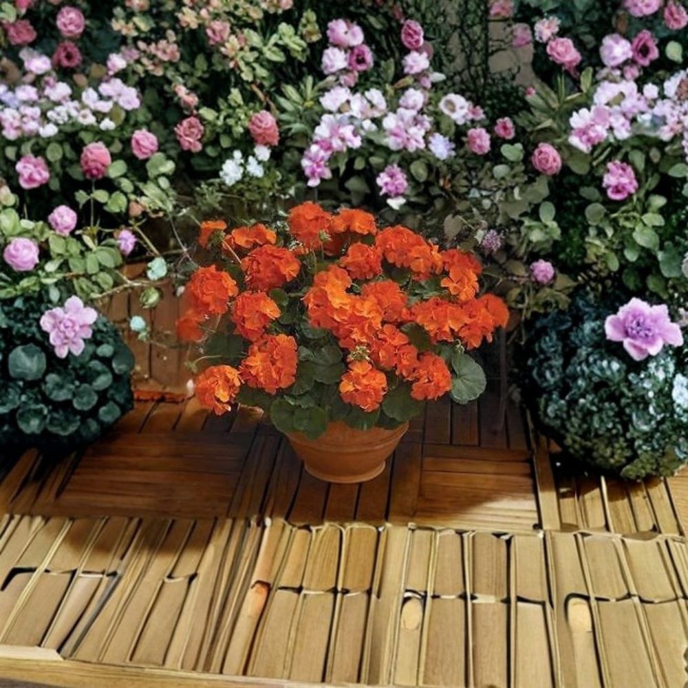 Maverick Orange Geranium Seeds - 100 Zonal Pelargonium Seeds for Bright Orange Flowers