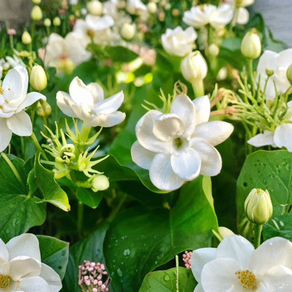Jasmine Plant Live – Jasminum sambac 10 Inch Tall in 3.5 Inch Pot | Fragrant Arabian Jasmine for Indoor & Outdoor