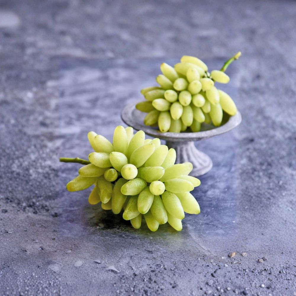 Gold Finger Grape Vine – Sweet Japanese Golden Table Grape, Disease Resistant, Patio Friendly Vitis vinifera