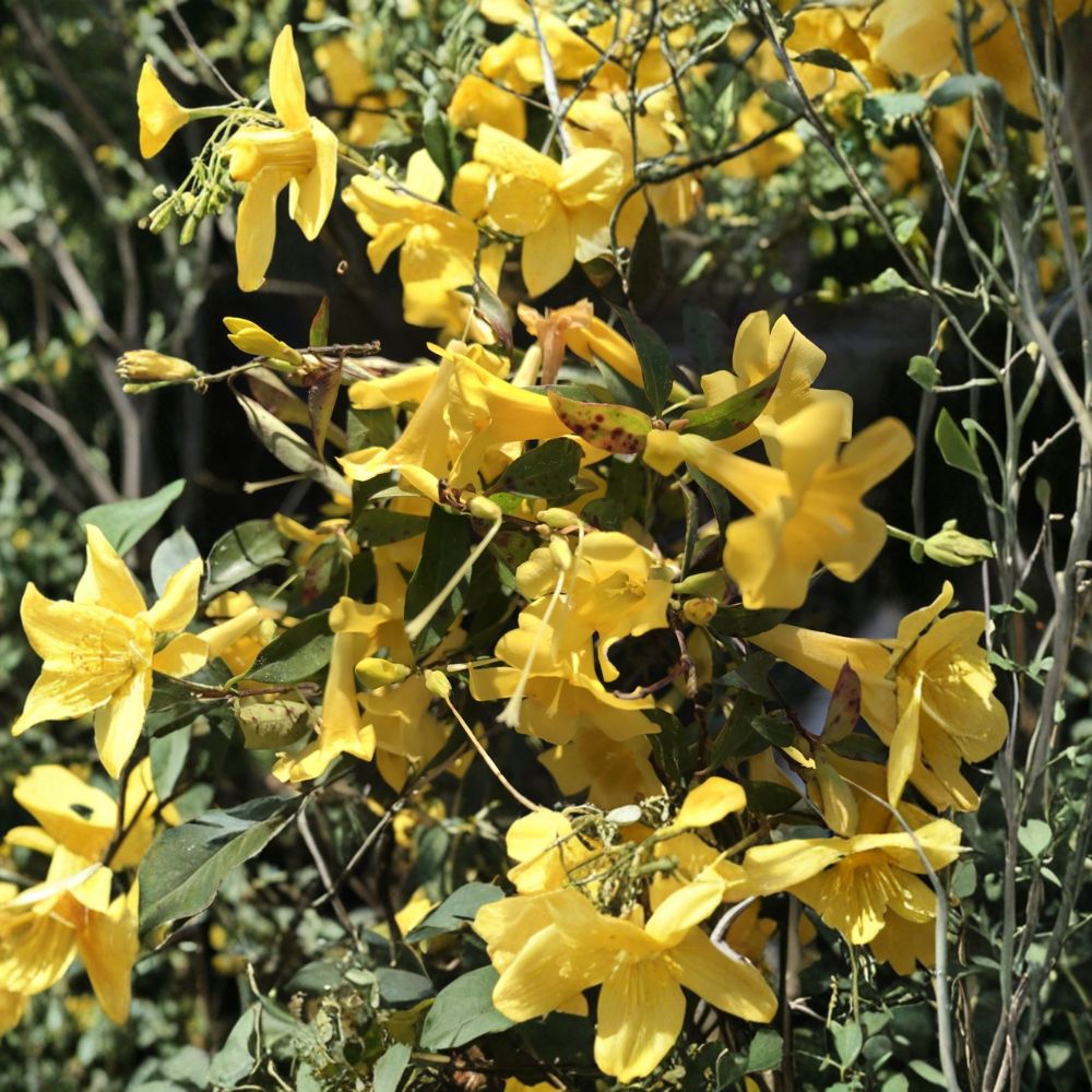 Carolina Jasmine Plant Set of 7 - Gelsemium sempervirens Bare Root Starter Vines with Yellow Flowers