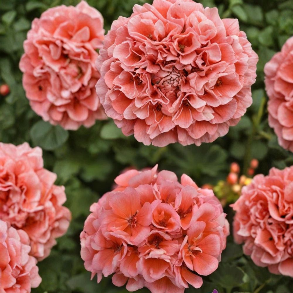 Presto Light Salmon Geranium Seeds – 25+ Premium Flower Seeds for Patio & Balcony