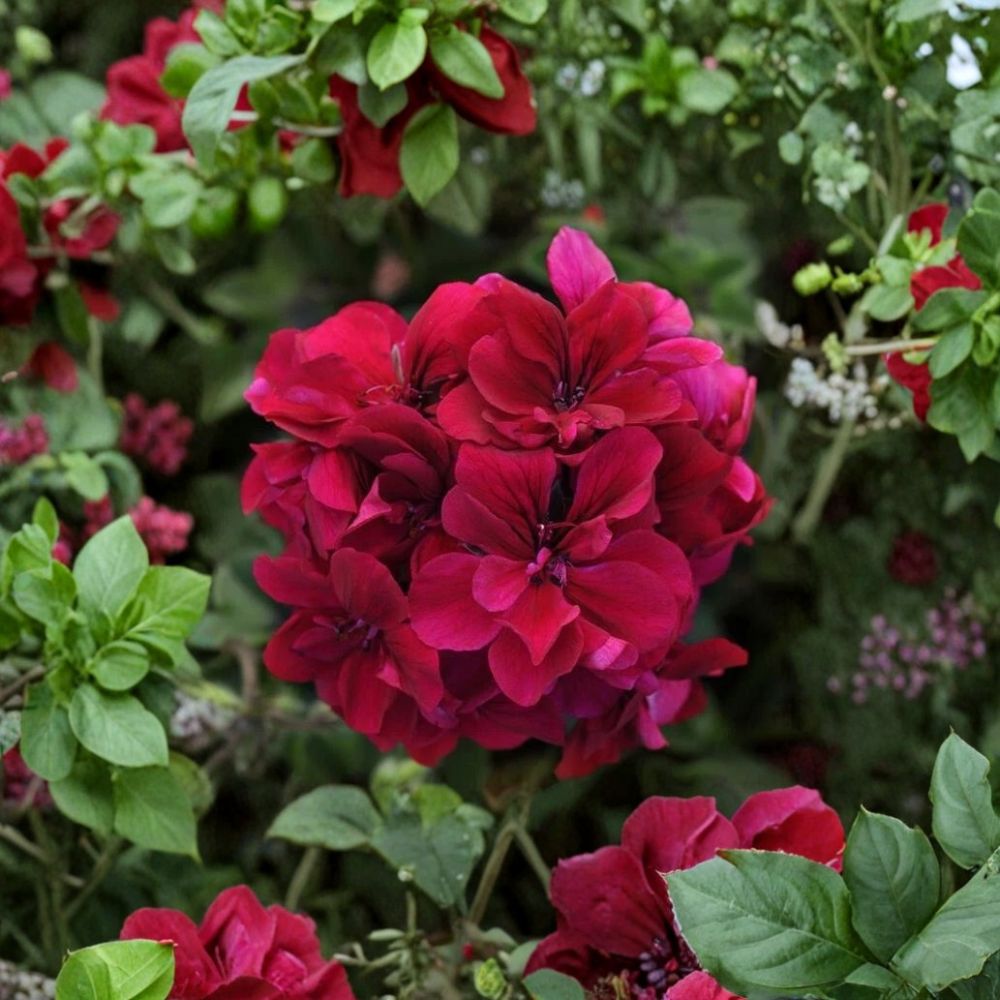 Burgundy Geranium Starter Plant – Live Pelargonium with Deep Red Blooms