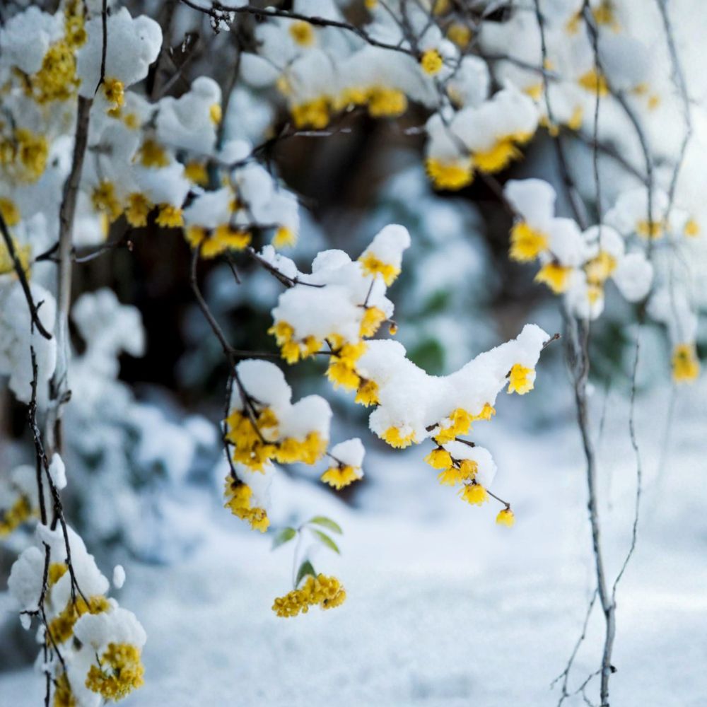 Wintersweet Tree (Chimonanthus praecox) – Fragrant Winter Blooming Japanese Allspice Shrub